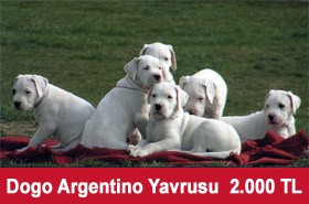dogo-argentino_yavrusu